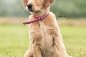 Valpkurs för blivande apportörer, mars-maj 2026