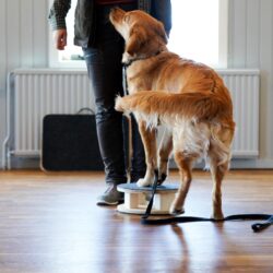 Rätt från början - Hur träna belöningsbaserat? Inomhus 14-15 feb 2026