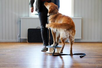 Rätt från början - Hur träna belöningsbaserat? Inomhus 14-15 feb 2026