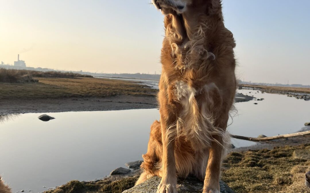 Hur ofta i träningen känner sig din hund #KAPABEL?