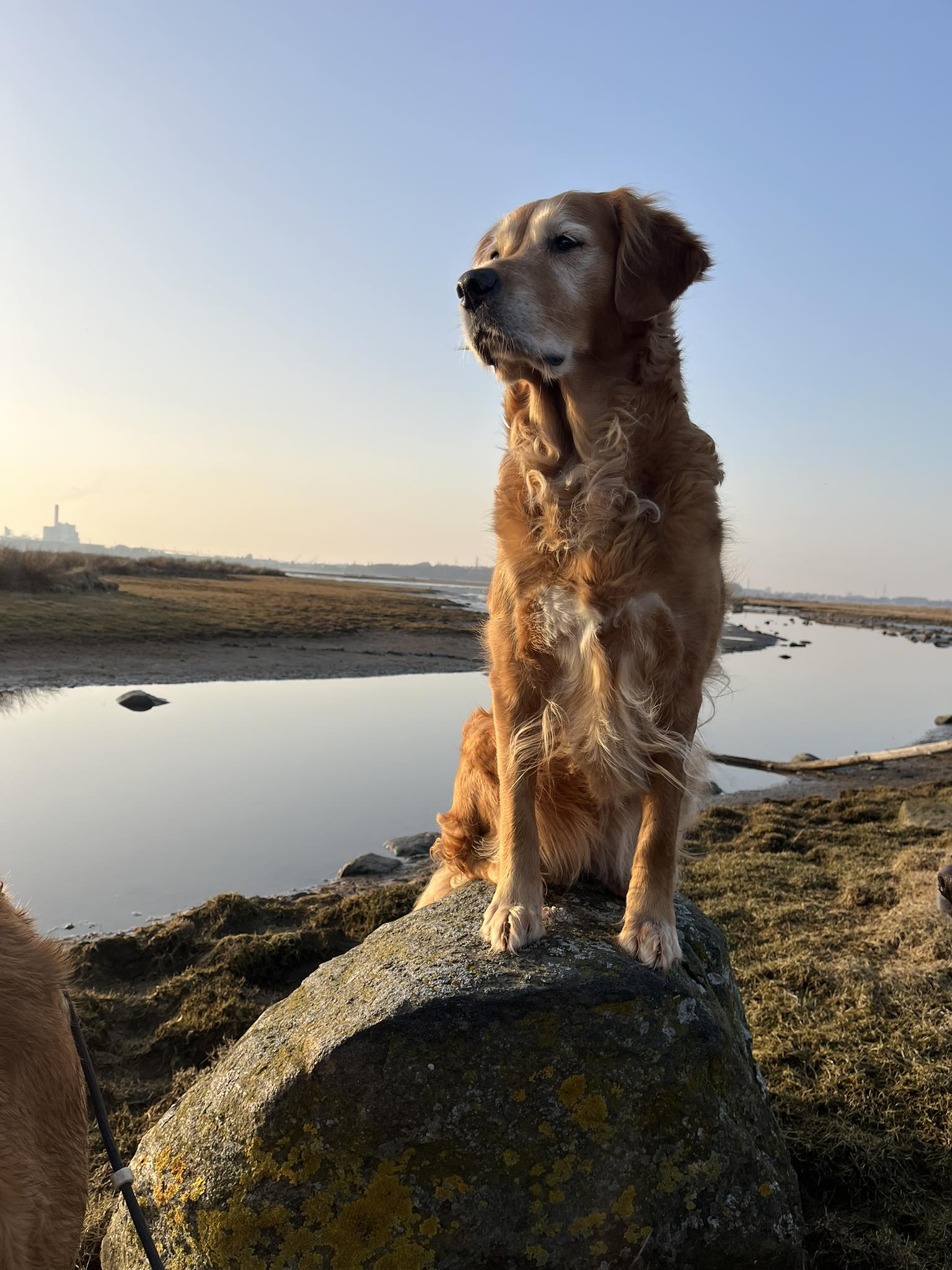 Hur ofta i träningen känner sig din hund #KAPABEL?
